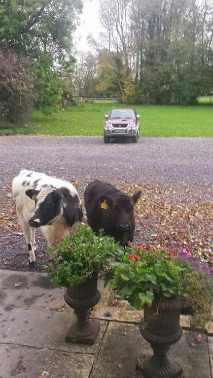 Clonacody House Guest House Clonmel Luaran gambar